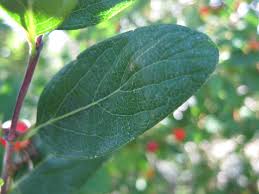 Attēlu rezultāti vaicājumam “Lonicera tatarica leaf”