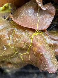 Attēlu rezultāti vaicājumam “Physarum bryocorticola”