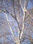 Birch tree