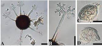 Attēlu rezultāti vaicājumam “Erysiphe galeopsidis”
