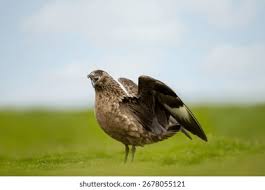 Image result for Stercorarius skua