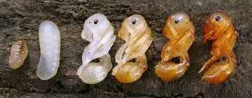 Attēlu rezultāti vaicājumam “larva”