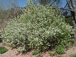 Attēlu rezultāti vaicājumam “Exochorda giraldii var. wilsonii”