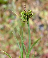 Attēlu rezultāti vaicājumam “Carex pilulifera”