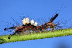 Attēlu rezultāti vaicājumam “Orgyia antiqua”