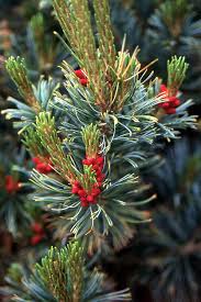 Attēlu rezultāti vaicājumam “Pinus pumila”