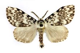 Attēlu rezultāti vaicājumam “Lymantria monacha pupa”