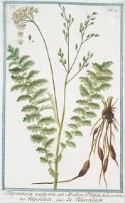 Image result for Filipendula vulgaris