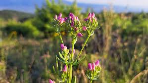 Attēlu rezultāti vaicājumam “Centaurium erythraea bud”