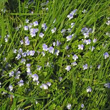Attēlu rezultāti vaicājumam “Veronica filiformis flower”