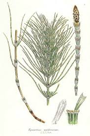 Attēlu rezultāti vaicājumam “Equisetum”