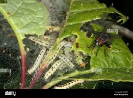 Attēlu rezultāti vaicājumam “Yponomeuta evonymella larva”