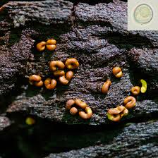 Attēlu rezultāti vaicājumam “Ophiotheca chrysosperma macro”