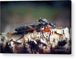 Attēlu rezultāti vaicājumam “Bibionidae female”
