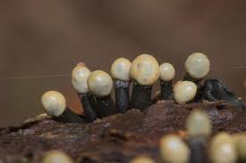 Attēlu rezultāti vaicājumam “Holwaya mucida”