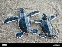 Image result for Chelonia mydas