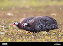 Attēlu rezultāti vaicājumam “Numida meleagris”