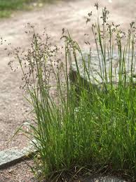 Attēlu rezultāti vaicājumam “Briza media bud”