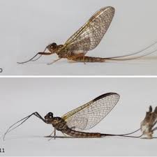 Attēlu rezultāti vaicājumam “Thecabius affinis imago”