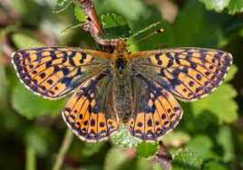 Attēlu rezultāti vaicājumam “Boloria aquilonaris underside”