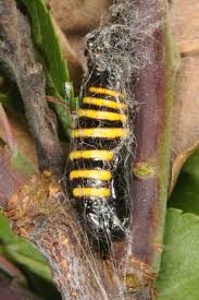 Attēlu rezultāti vaicājumam “Abraxas grossulariata larva”