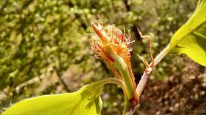 Attēlu rezultāti vaicājumam “Fagus sylvatica flower”
