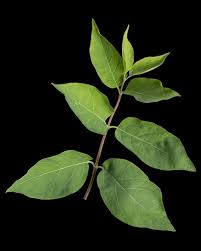 Attēlu rezultāti vaicājumam “Lonicera tatarica leaf”
