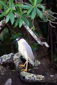 Attēlu rezultāti vaicājumam “Nycticorax nycticorax adult”