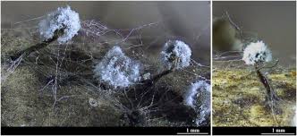 Attēlu rezultāti vaicājumam “Stemonitopsis aequalis var. microspora macro”