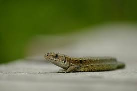 Attēlu rezultāti vaicājumam “Lacerta vivipara”