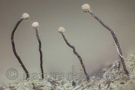 Attēlu rezultāti vaicājumam “Chaenotheca gracilenta”