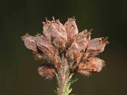 Attēlu rezultāti vaicājumam “Erica tetralix leaf”