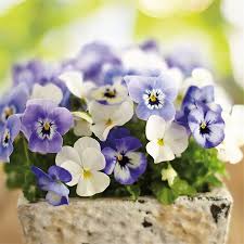 Image result for Hornveilchen