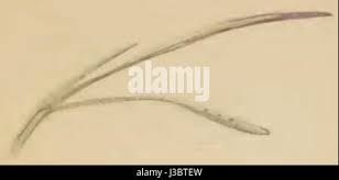 Attēlu rezultāti vaicājumam “Helictotrichon pratense leaf”