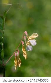 Attēlu rezultāti vaicājumam “Lathyrus laevigatus”