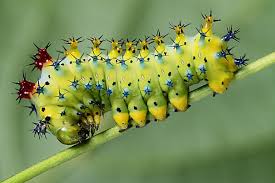 Attēlu rezultāti vaicājumam “Shargacucullia scrophulariae larva”