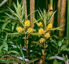 Attēlu rezultāti vaicājumam “Lysimachia thyrsiflora”