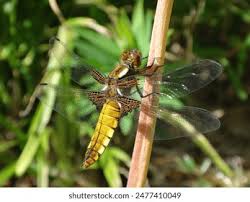 Attēlu rezultāti vaicājumam “Libellula depressa female”