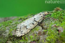 Attēlu rezultāti vaicājumam “Diurnea fagella”