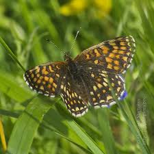 Attēlu rezultāti vaicājumam “Melitaea diamina upperside”