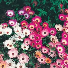 Image result for Mesembryanthemum criniflorum