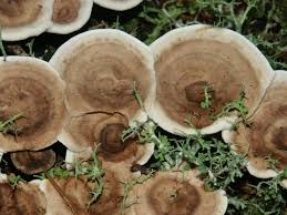 Attēlu rezultāti vaicājumam “Phellodon tomentosus”