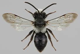 Attēlu rezultāti vaicājumam “Andrena”