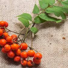 Attēlu rezultāti vaicājumam “Sorbus aucuparia fruit”