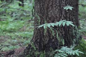 Attēlu rezultāti vaicājumam “Festuca altissima flower”