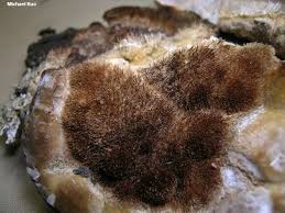 Attēlu rezultāti vaicājumam “Coriolopsis trogii”