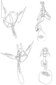 Attēlu rezultāti vaicājumam “Bucculatricidae”