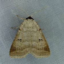 Attēlu rezultāti vaicājumam “Lygephila viciae”