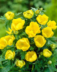 Attēlu rezultāti vaicājumam “Trollius europaeus”