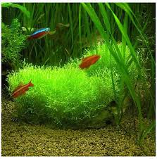 Attēlu rezultāti vaicājumam “Riccia”